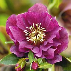 Морозник восточный 'Дабл Эллен Рэд' /   Helleborus orientalis 'Double Ellen  Red'